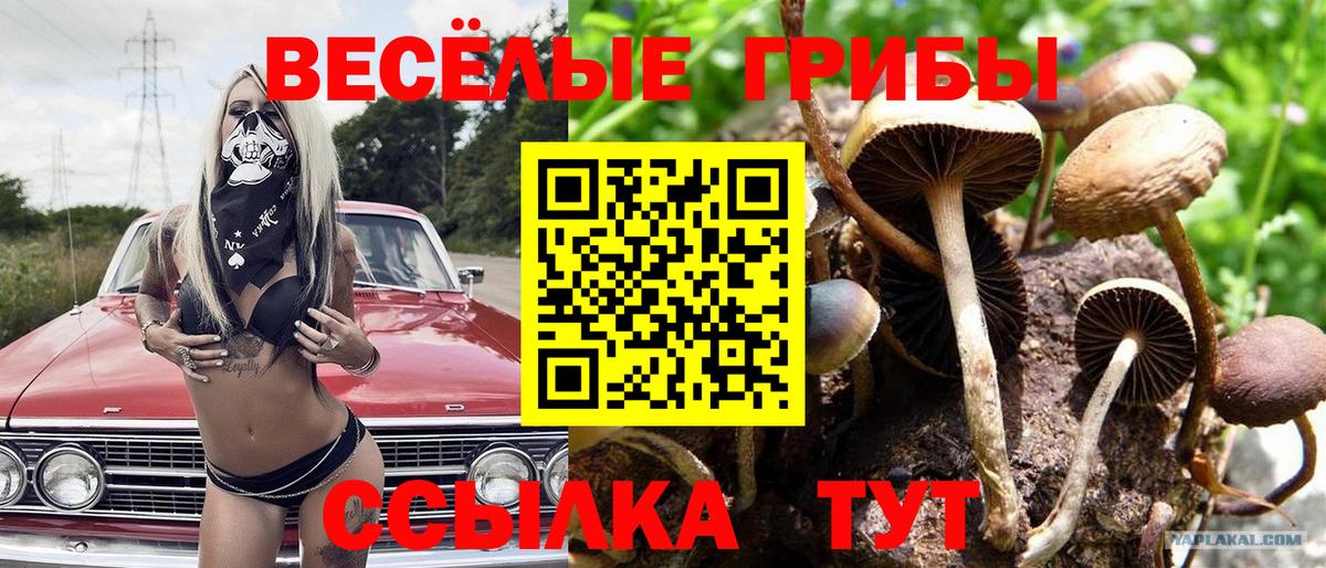 Рузаевка  Галлюциногенные грибы Cubensis  Псилоцибиновые грибы мицелий  Вход с VPN 